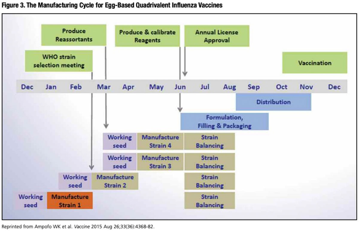 Figure 3: The Manufacturing Cycle for Egg-Based Quadrivalent Influenza Vaccines