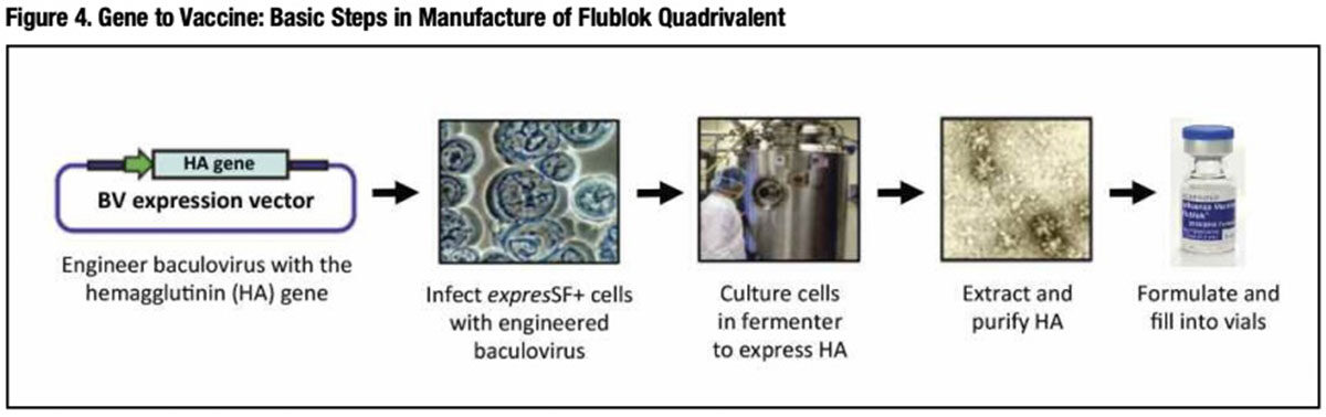 Figure 4: Gene to Vaccine: Basic Steps in Manufacture of Flublok Quadrivalent