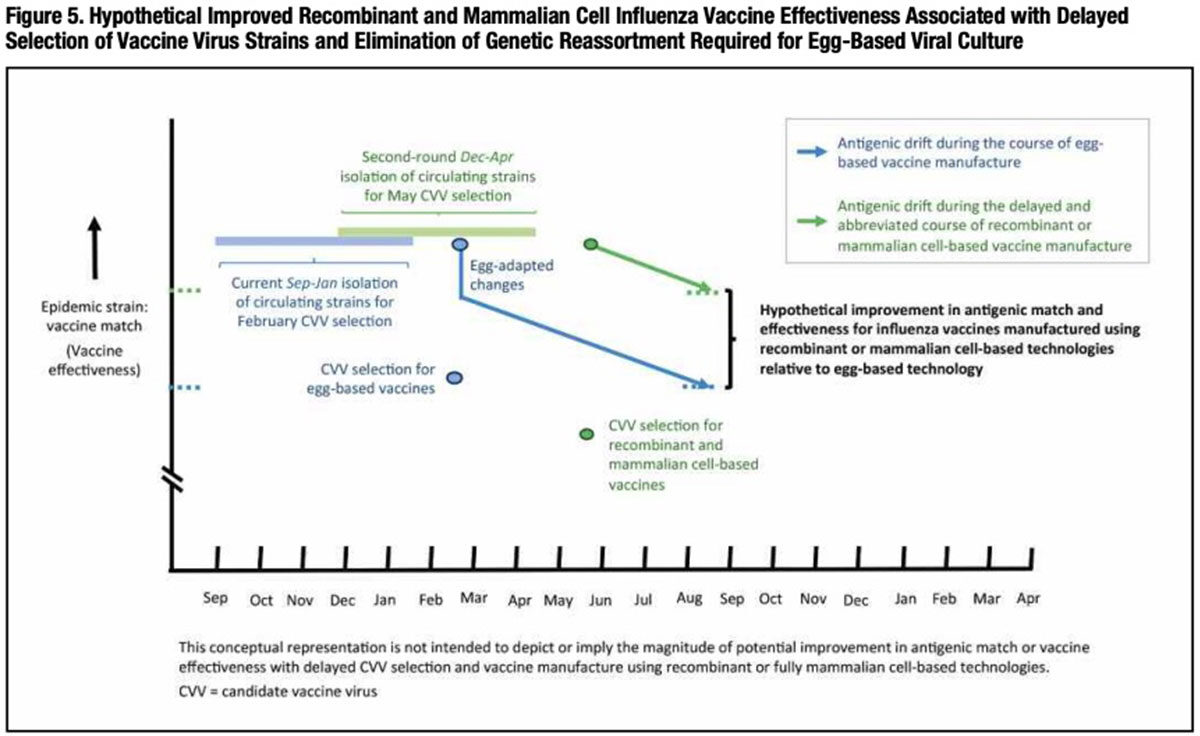 Figure 5: Hypothetical Improved Recombinant and Mammalian Cell Influenza Vaccine Effectiveness Associated with Delayed Selection of Vaccine Virus Strains and Elimination of Genetic Reassortment Required for Egg-Based Viral Culture