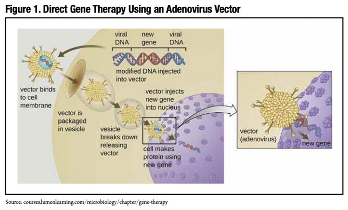 Figure 1: Direct Gene Therapy Using an Adenovirus Vector