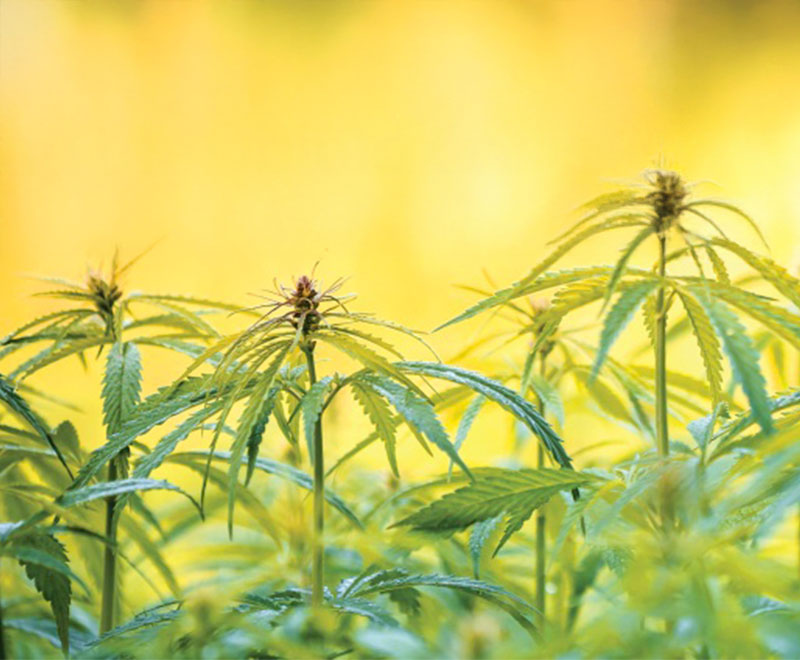 photo of marijuana plants