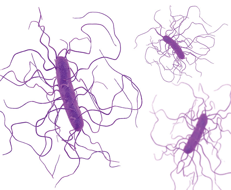 Image of clostridium difficile