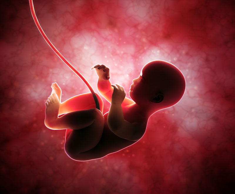 Photo of an unborn baby with umbilical cord