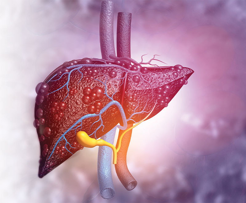 Illustration of a liver