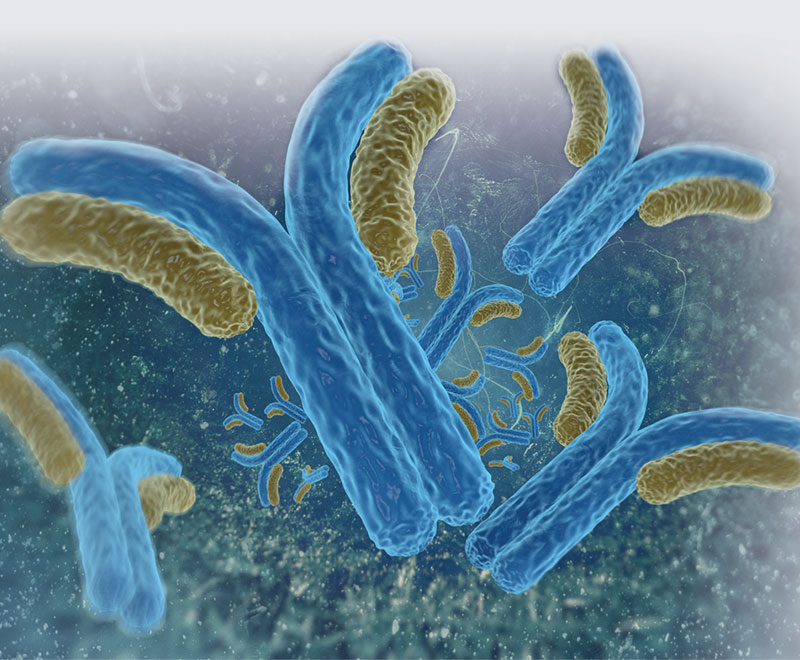 Image of antibodies
