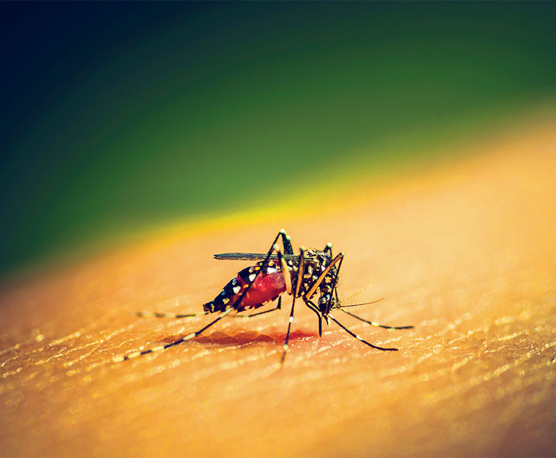 Photo of mosquito biting human flesh