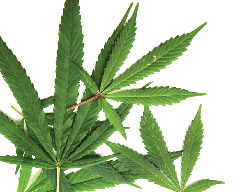 Photo of marijuana leaves