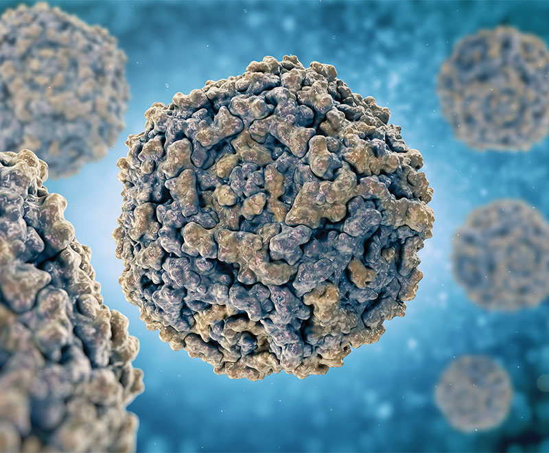 Illustration of parvovirus