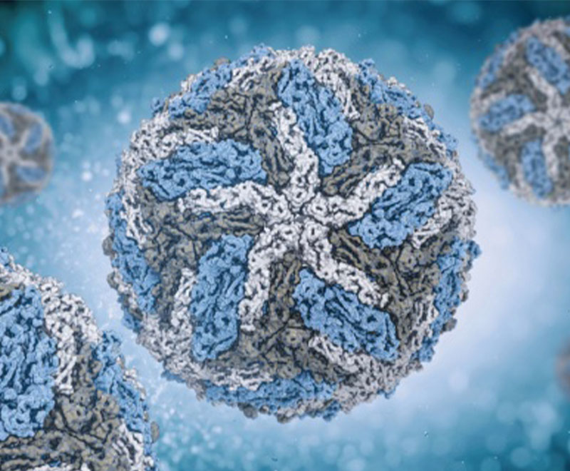 Illustration of dengue virus