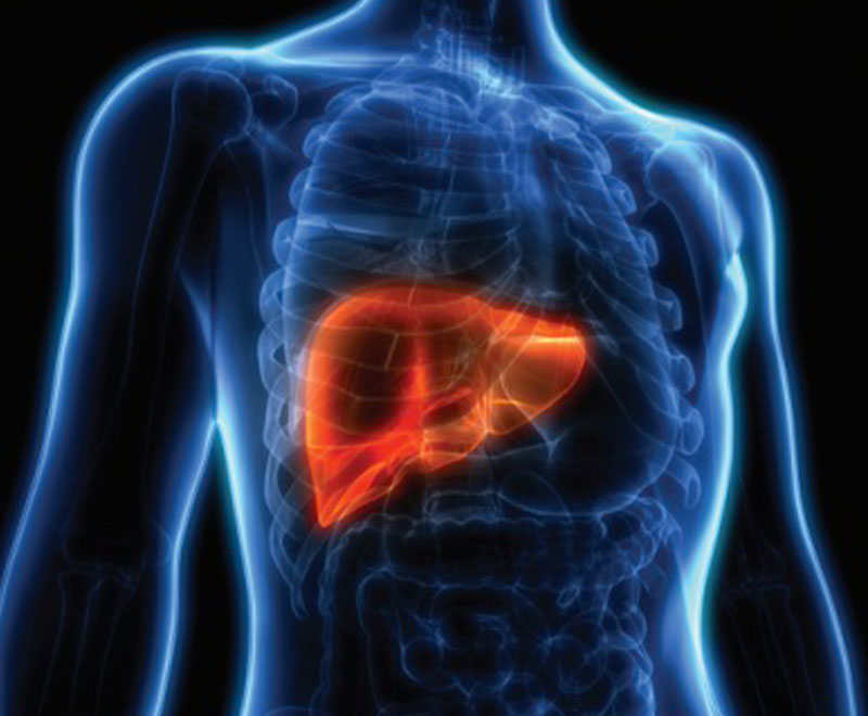 Illustration of liver inside a human body