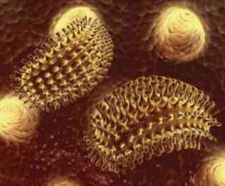 Image of rabies pathogen