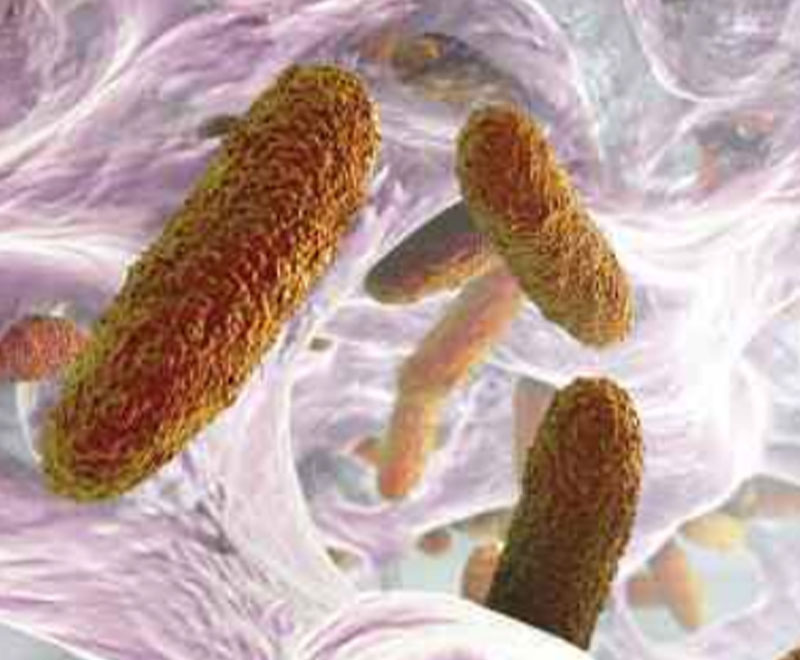 Illustration of bacteria