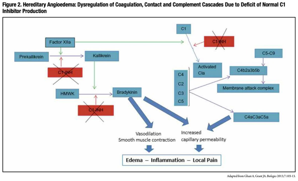 Figure 2: Hereditary Angioedema: Dysregulation of Coagulation, Contact and Complement Cascades Due to Deficit of Normal C1 Inhibitor Production
