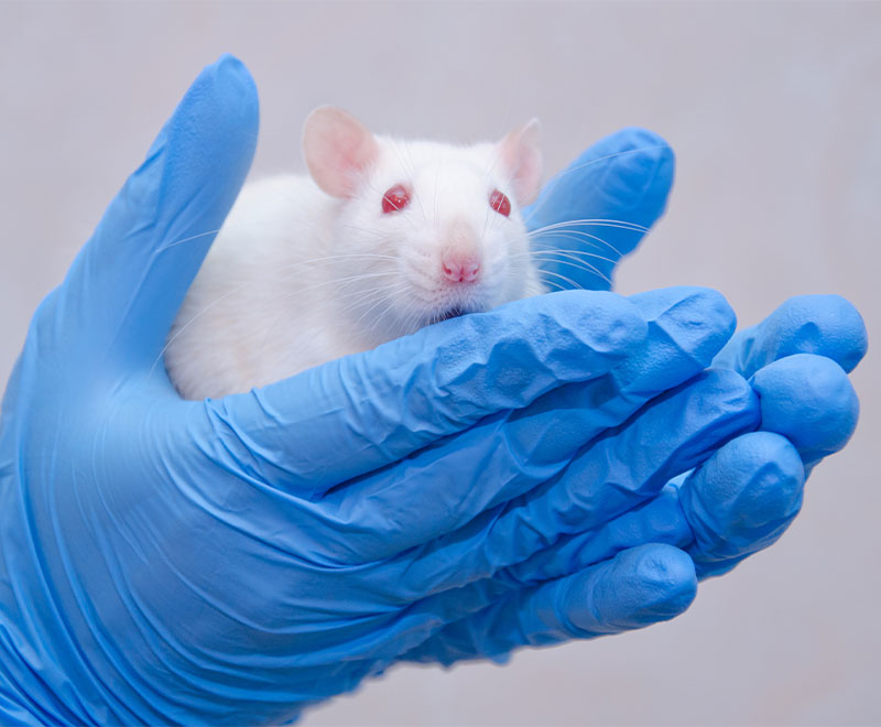 Single IVIG Infusion Associated with Improved Recovery and Histopathological Profile in Rat Model of Ischemic Stroke