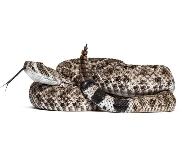 Myths and Facts: Venomous Snakebites