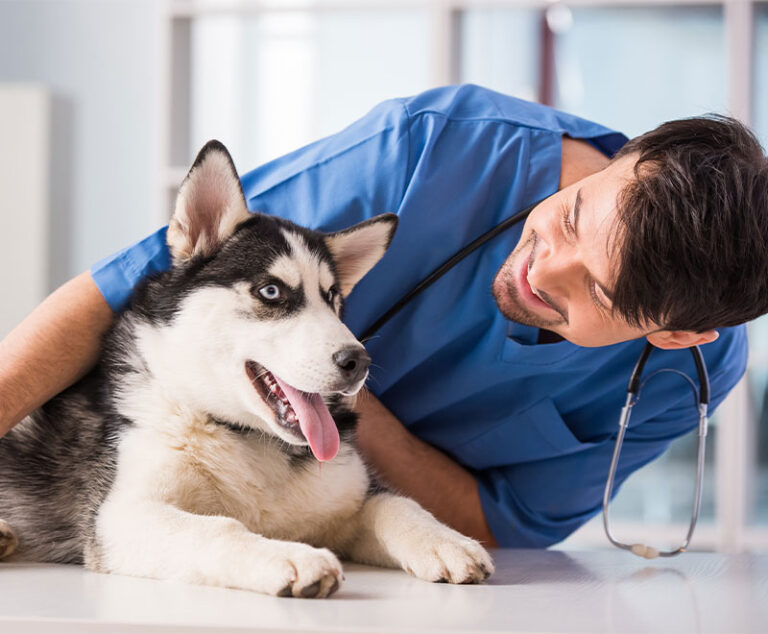 Gene Therapy Results in Sustained Factor VIII Expression and Reduced Bleeding Episodes in Dogs with Severe Hemophilia A