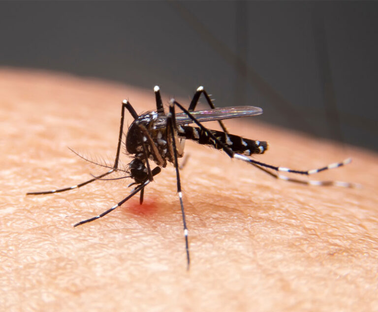 Malaria Vaccine Candidate Generates Robust Immune Response
