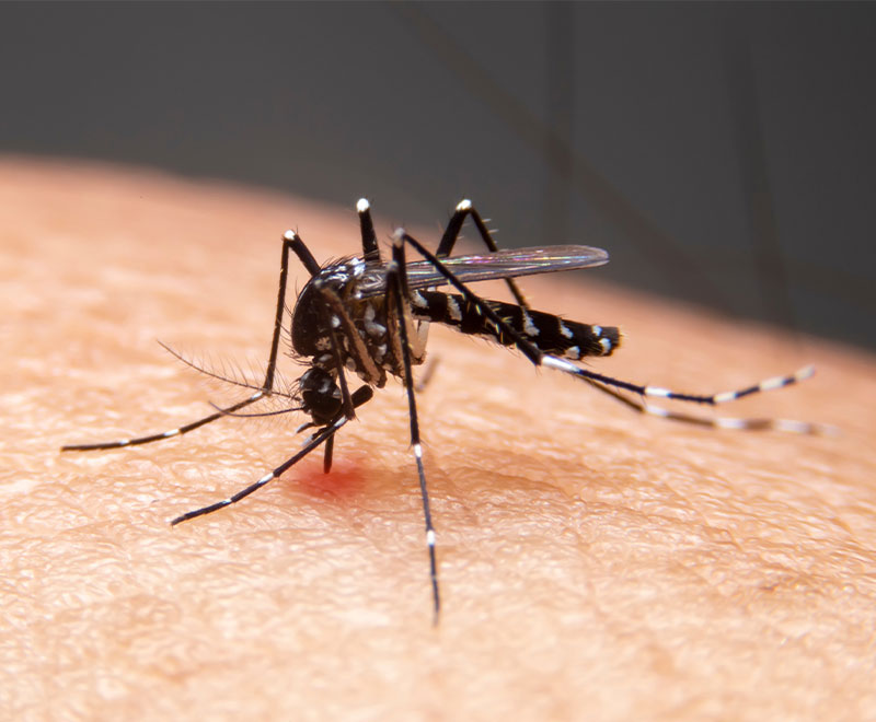 Malaria Vaccine Candidate Generates Robust Immune Response
