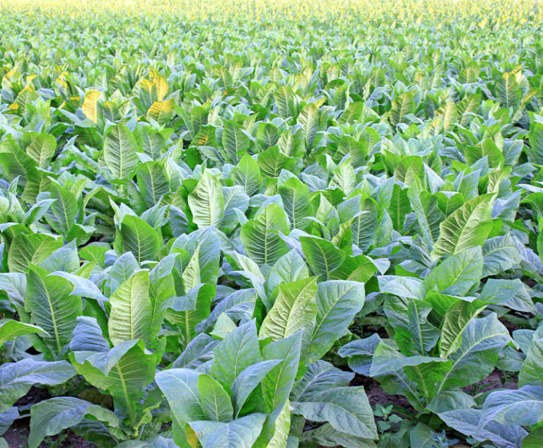 Potential Tobacco-Based Vaccine Could Rival Egg-Based Vaccines